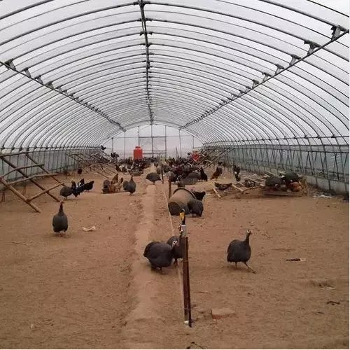 Automatic Poultry Farming Equipment Chicken Cages Greenhouse Single-span Agricultural Greenhouses Single Span Greenhouse Small