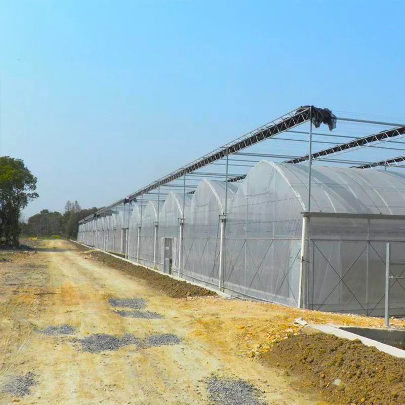 Automatic Poultry Farming Equipment Chicken Cages Greenhouse Single-span Agricultural Greenhouses Single Span Greenhouse Small