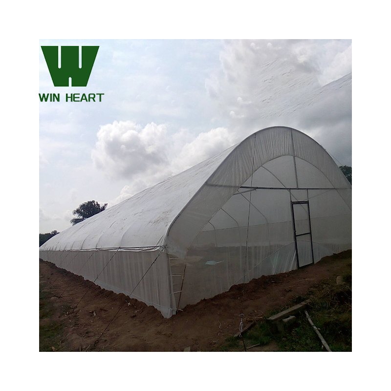 Green house metal frame agriculture greenhouse