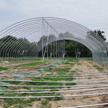 G Chinese Single Span Greenhouse Multi Span Agricultural greenhouses with Plastic Film
