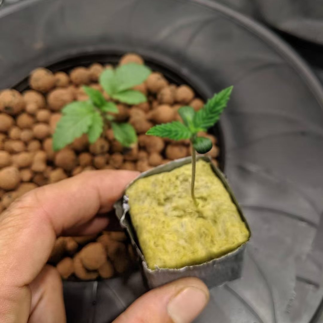 Custom Made Hydroponic Rock Wool Cubes Agriculture Rock Wool For Greenhouse Planting
