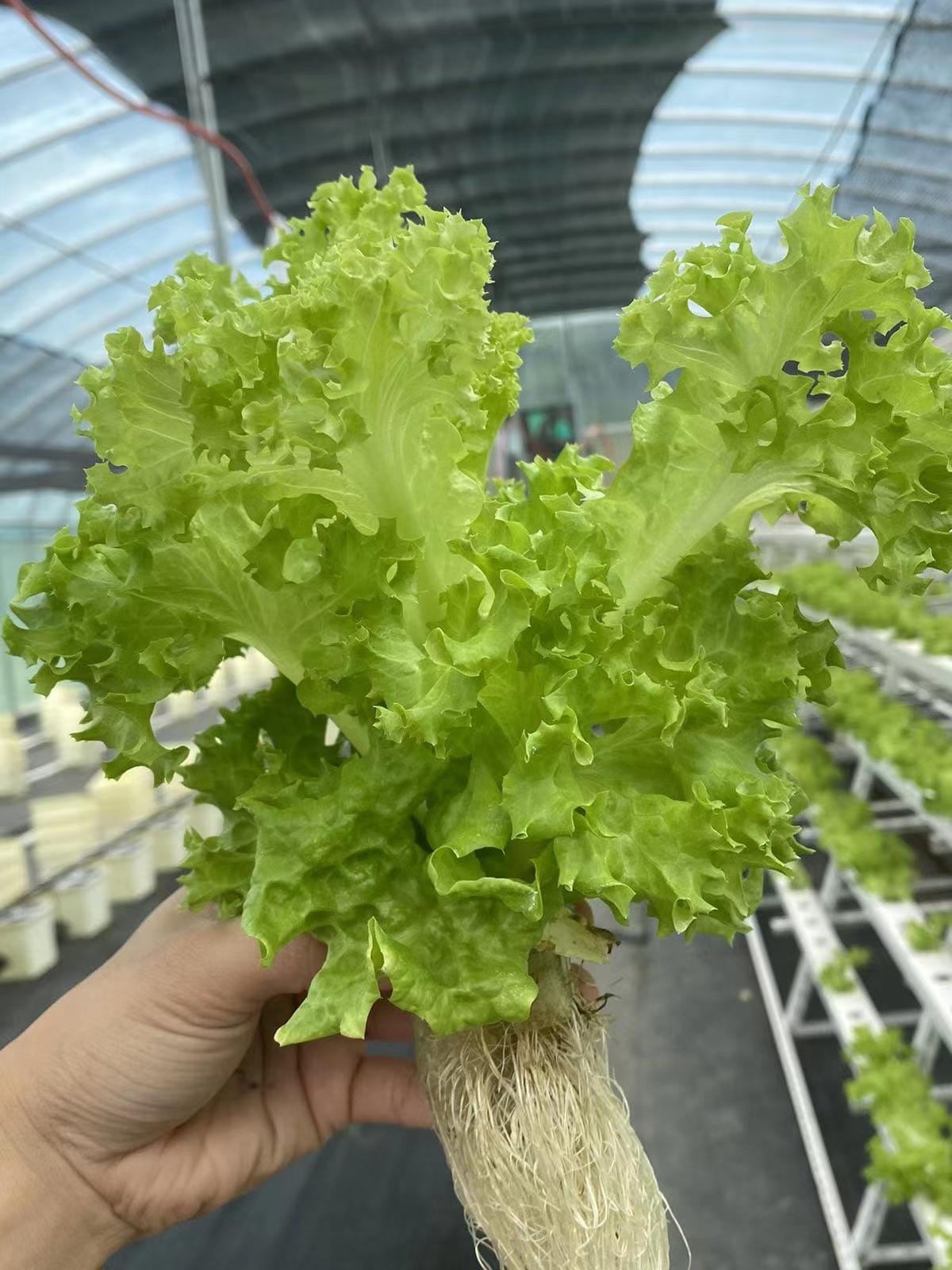 45#55 Vertical agriculture general hydroponics greenhouses planting basket for plant vegetable growth