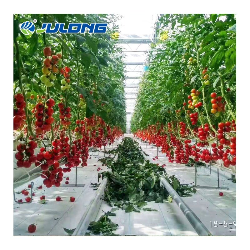 Chinese Greenhouse Smart Insulated Greenhouses Multi-Span Plastic Film Greenhouse Hydroponics Growing Tomatoes for Sale