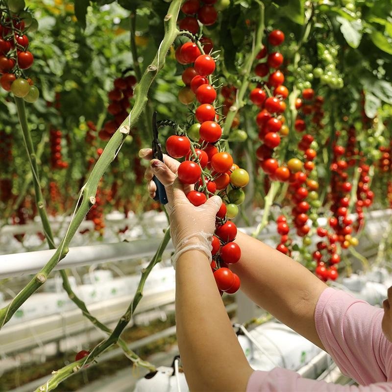 Chinese Greenhouse Smart Insulated Greenhouses Multi-Span Plastic Film Greenhouse Hydroponics Growing Tomatoes for Sale