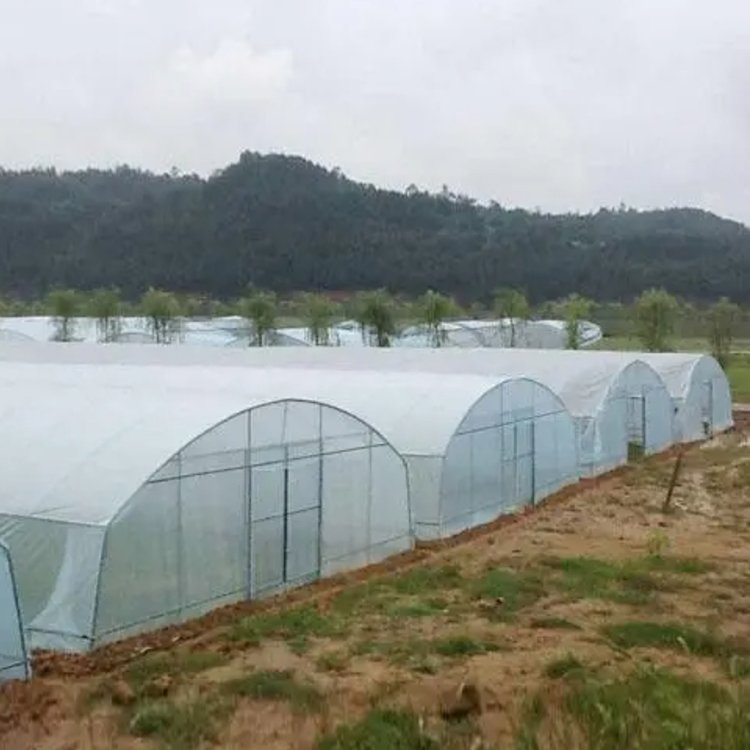 saudi arabia turnkey project with quick construction film tunnel horticultural single span hydroponic agricultural greenhouse