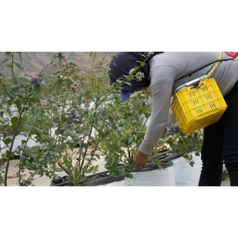 UV stabilized PE plastic grow bag for hydroponics plantation