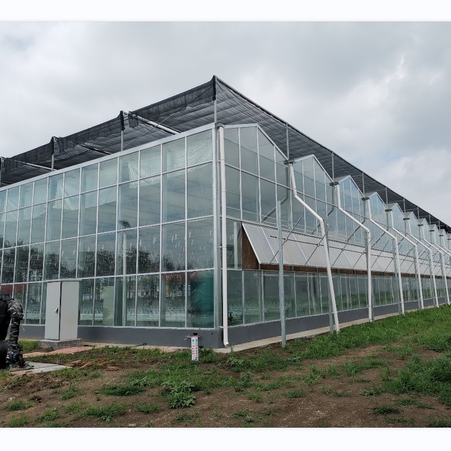 Venlo Type Tempered Glass Agricultural Greenhouse For Vegetable