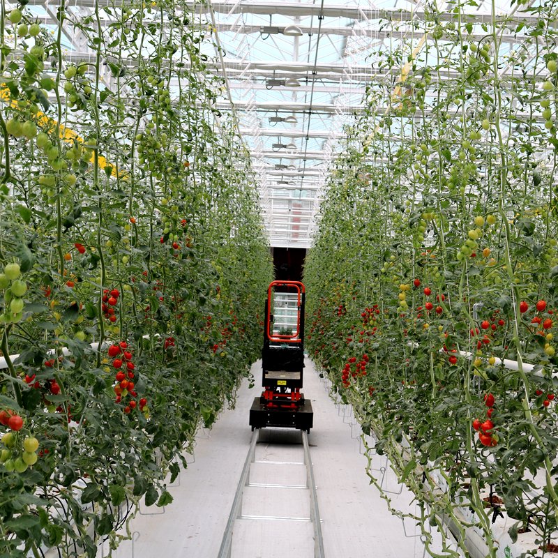Venlo Type Tempered Glass Agricultural Greenhouse For Vegetable