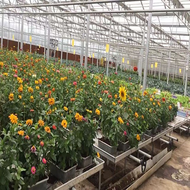 Mini Agriculture Multi Span Glass Green House For Vegetables