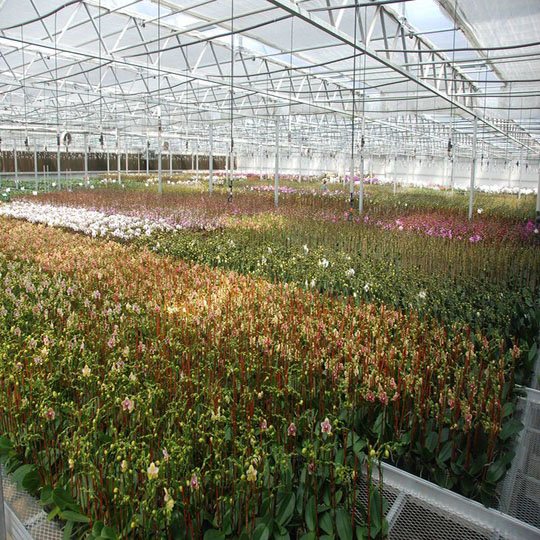 Mini Agriculture Multi Span Glass Green House For Vegetables