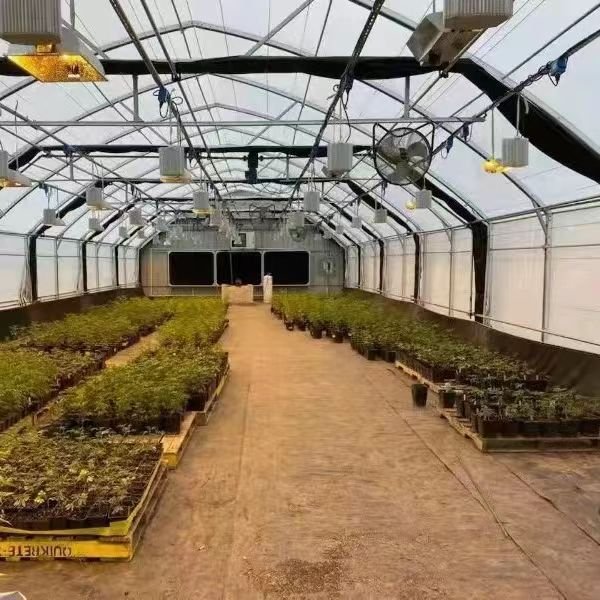 Low-Cost Hydroponic Agricultural Steel Vegetable System Large Single Span Greenhouse Motor Ventilation Tunnel Style Shading