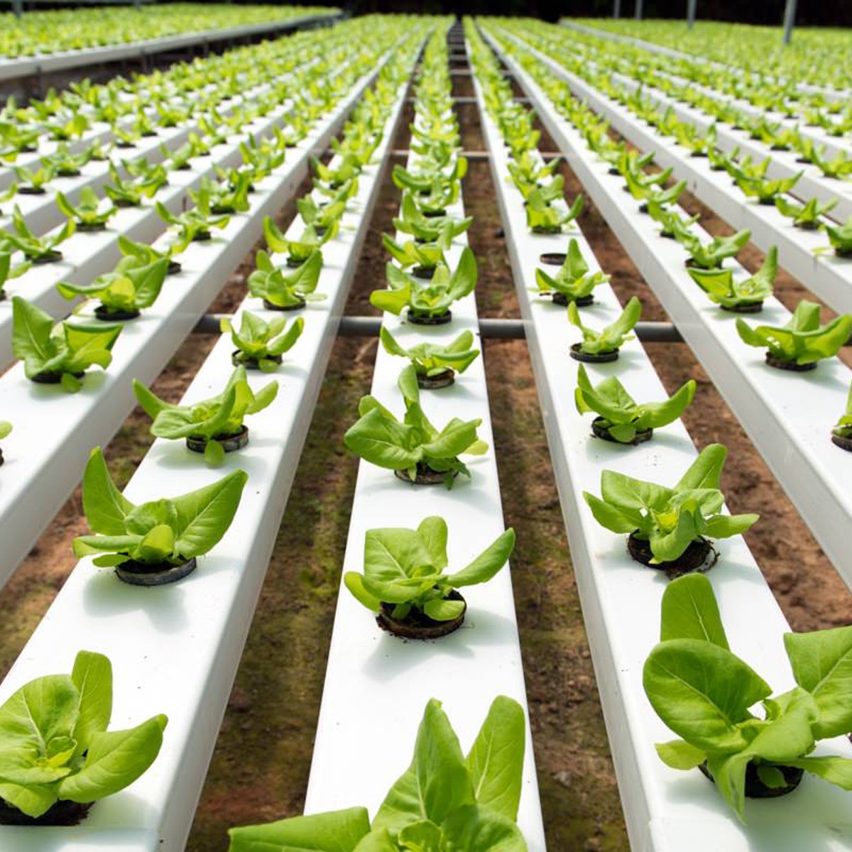 MAXPOWER New design net pot hydroponic NFT channel for hydroponic grow system strawberry channel