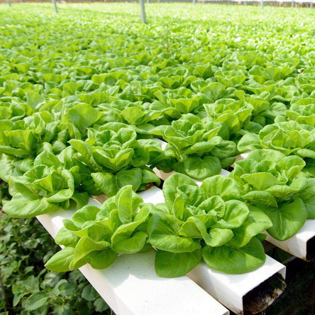 MAXPOWER New design net pot hydroponic NFT channel for hydroponic grow system strawberry channel