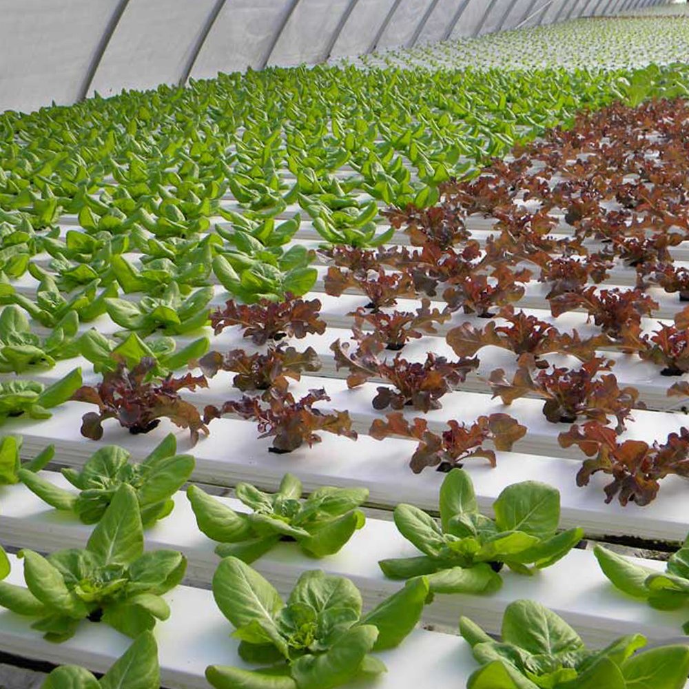 MAXPOWER New design net pot hydroponic NFT channel for hydroponic grow system strawberry channel
