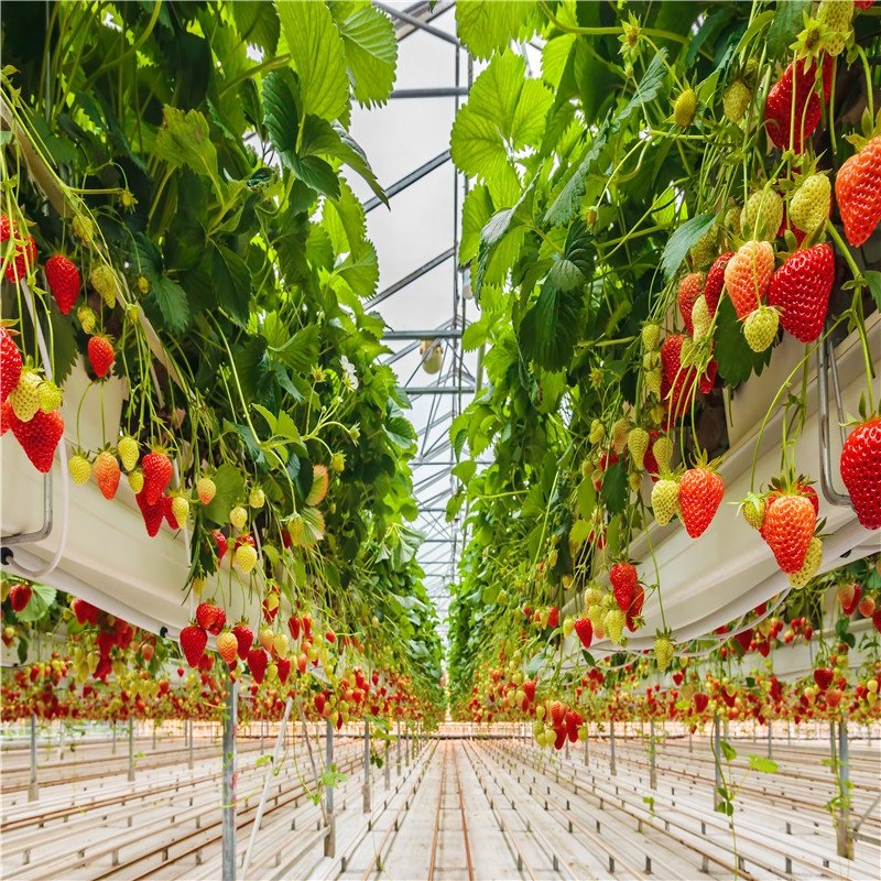 Agricultural Greenhouses Turnkey Project Multi-Span Greenhouses High Tunnel Hydroponics Tomato Greenhouse