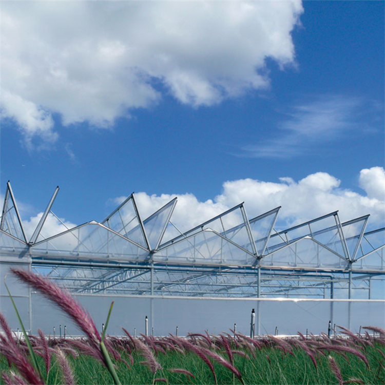 Durable wind resistant roofing vegetable venlo type automatic system multi-span glass greenhouse with irrigation system