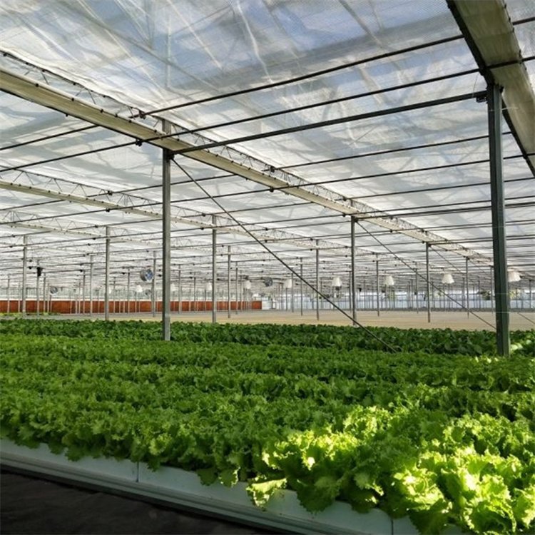 Durable wind resistant roofing vegetable venlo type automatic system multi-span glass greenhouse with irrigation system