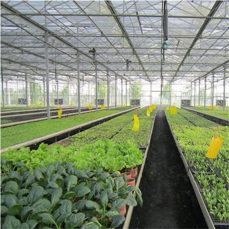 Baolida Cultivation flower nursery seedbed greenhouse hydroponic rolling wire mesh bench