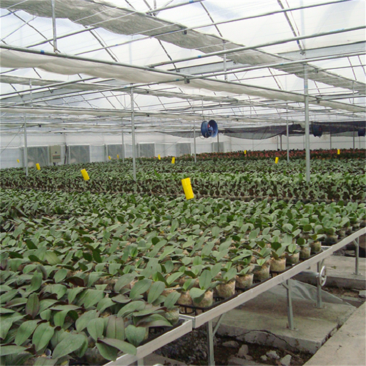 Baolida Cultivation flower nursery seedbed greenhouse hydroponic rolling wire mesh bench