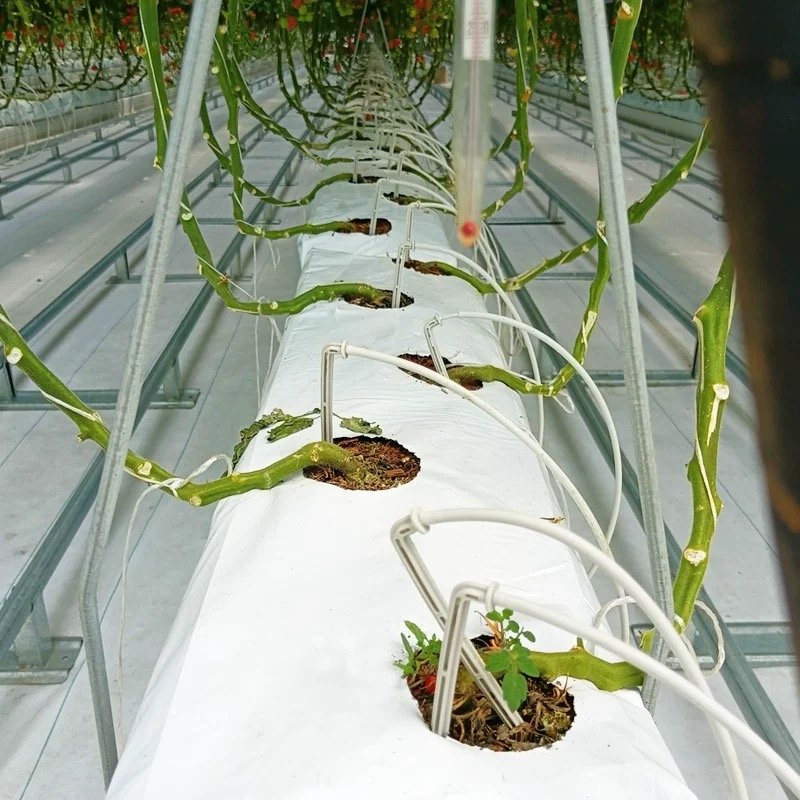 Agricultural Greenhouses Hydroponic Growing System