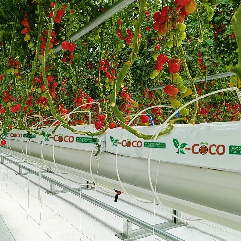 Agricultural Greenhouses Hydroponic Growing System