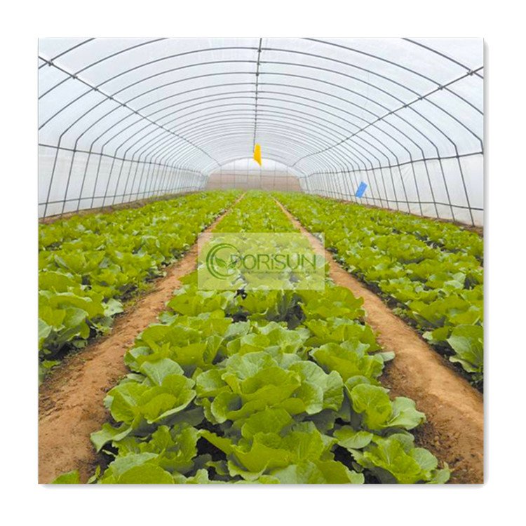 Low cost Commercial Galvanized Steel Tube Agricultural Greenhouse Polytunnel High Tunnel Green House