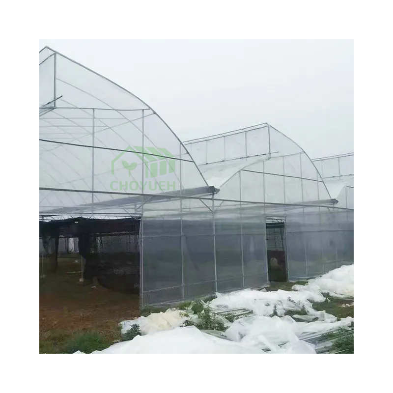 Factory made cheap price multi span greenhouse for agriculture tomato strawberry