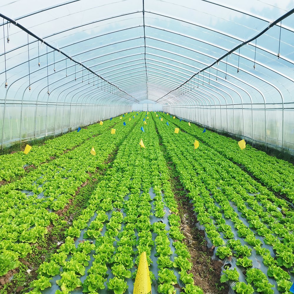 BAOLIDA Large High Tunnel House Agricultural Greenhouse Frame For Tomato