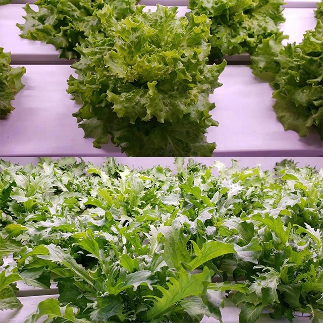 Hydroponics Garden NFT Gully System Agriculture Greenhouse PVC Gutter