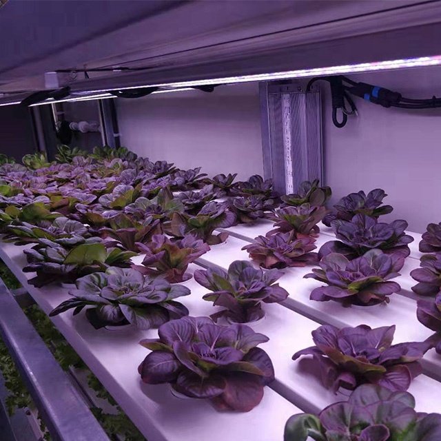 Hydroponics Garden NFT Gully System Agriculture Greenhouse PVC Gutter