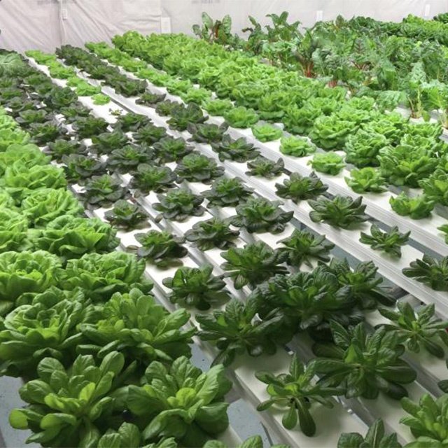 Hydroponics Garden NFT Gully System Agriculture Greenhouse PVC Gutter