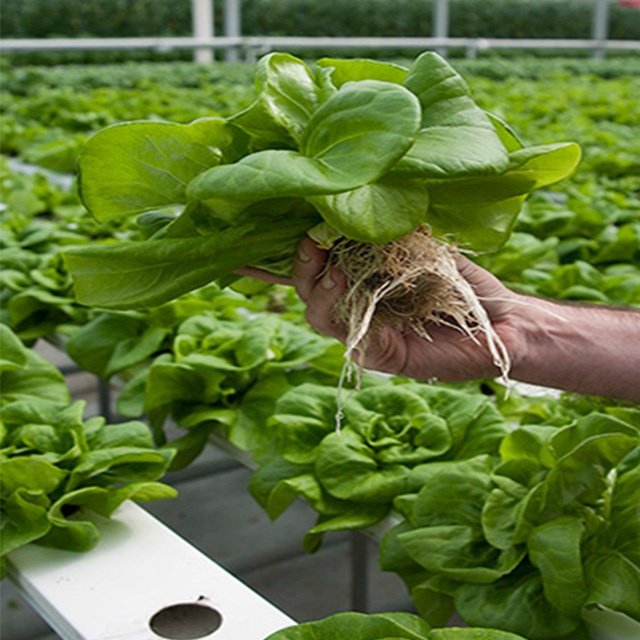 Hydroponics Garden NFT Gully System Agriculture Greenhouse PVC Gutter