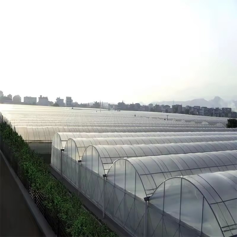 Green House Plastic Agricultural Commercial Mushroom Polycarbonate Greenhouse Tunnel Grow Tunnel Multi span Greenhouse for Sale
