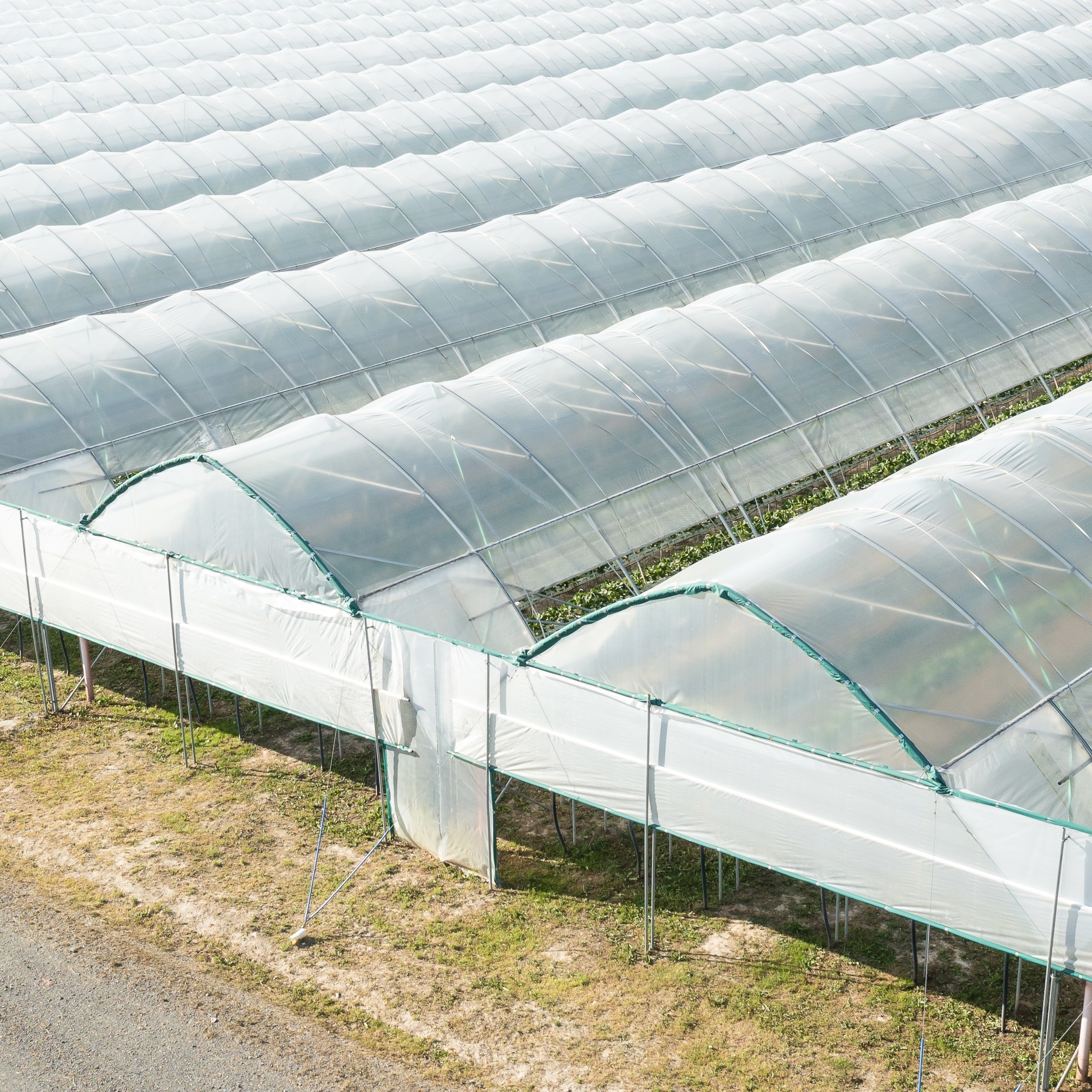 Green House Tunnel Greenhouse Single-span Plastic Film Hoop Double Layer Pe Agricultural Greenhouse For Vegetables Growing