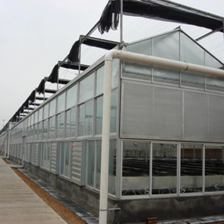 Single Span Film Greenhouse Tunnel Mini Tomato Strawberry Hydroponics Green House For Sale
