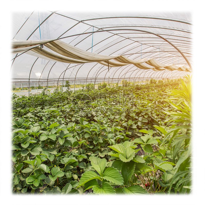 Agriculture poly tunnel greenhouse 24V 100wventilation auto window opener electric film roller winder roll up motor