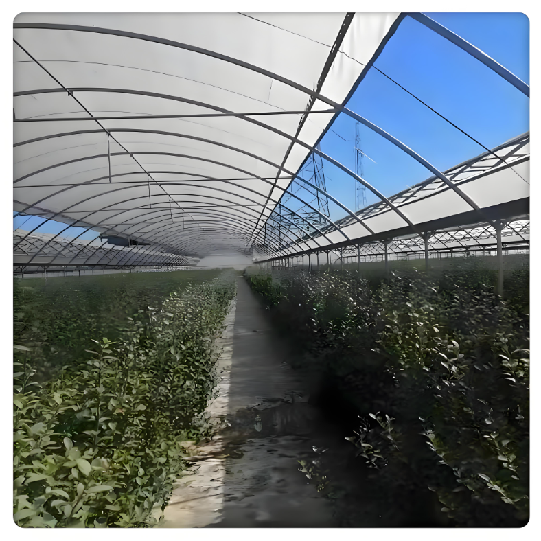 Low Cost Mini PE Film Tunnel Agriculture Vegetable Garden with Hydroponic Feature Galvanized Steel Frame Rain Shelter Greenhouse