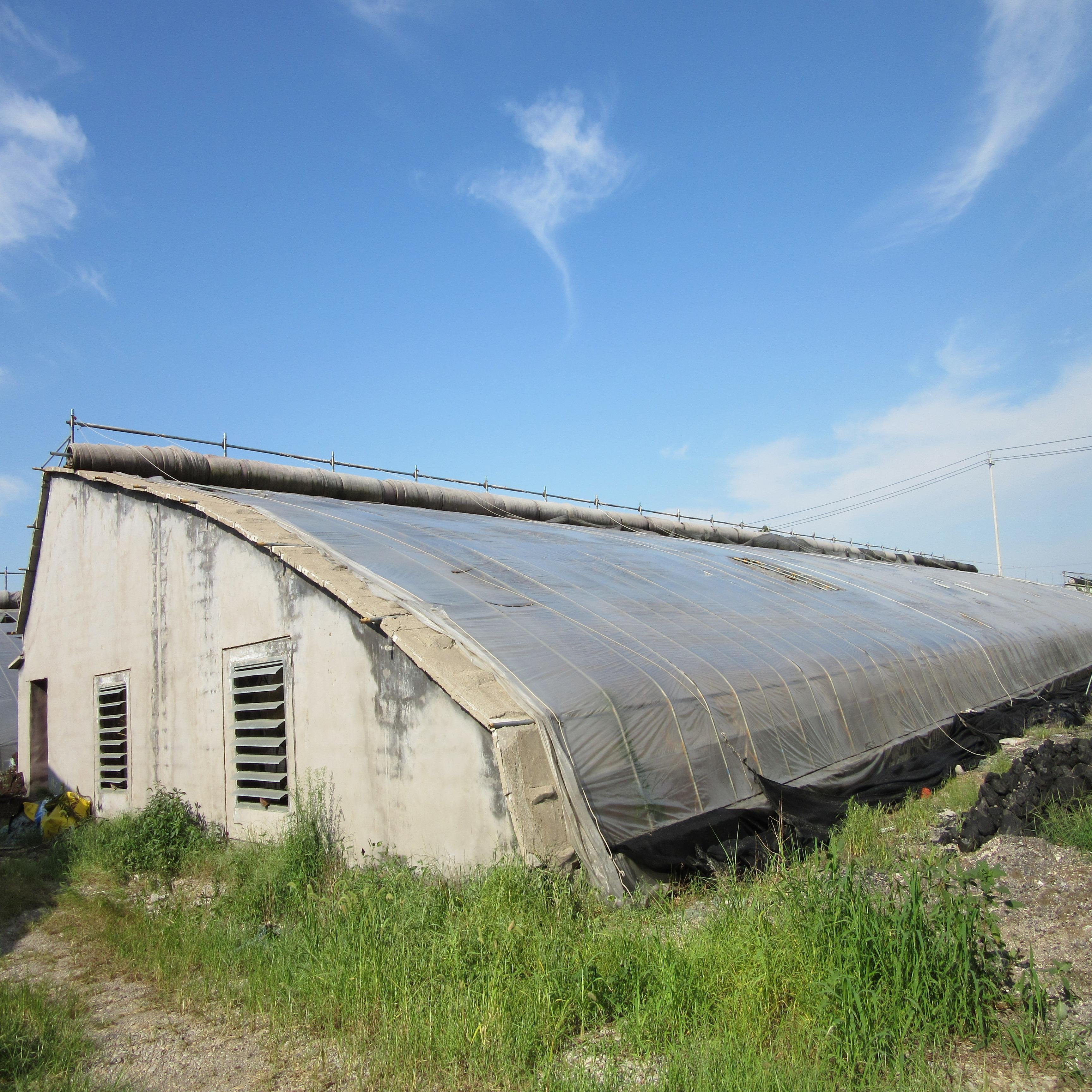 Industrial Large Size 12mx100m Passive Solar Greenhouse For Agriculture