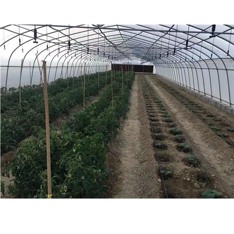 Low Cost Economic Tomato Tunnel Plastic Film Greenhouse for Vegetable
