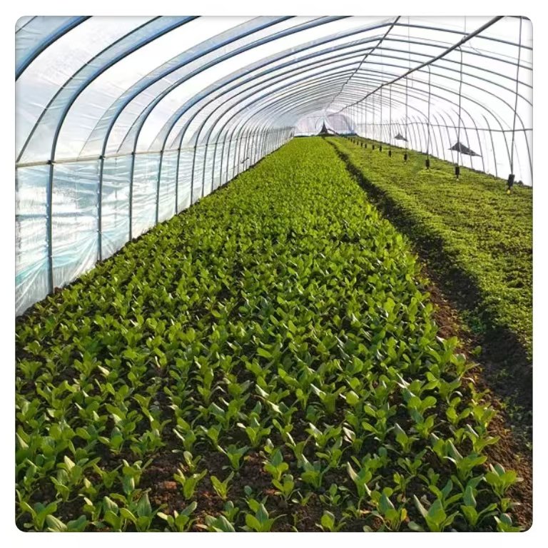 Single Span Greenhouse Tomato Vegetable Planting Commercial Agricultural Galvanized Steel Multi-Span Plastic Tunnel Film