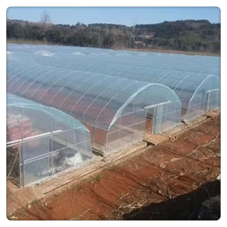 Single Span Greenhouse Tomato Vegetable Planting Commercial Agricultural Galvanized Steel Multi-Span Plastic Tunnel Film