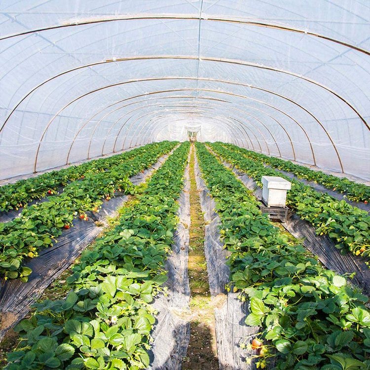 UV resistant transparent plastic film foldable greenhouse house single span strawberry greenhouse