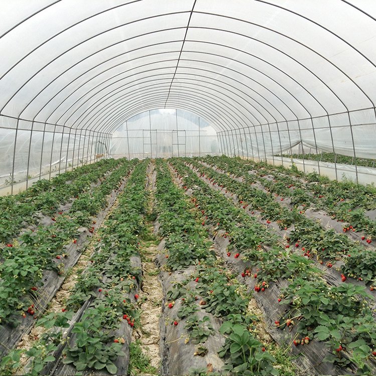 UV resistant transparent plastic film foldable greenhouse house single span strawberry greenhouse