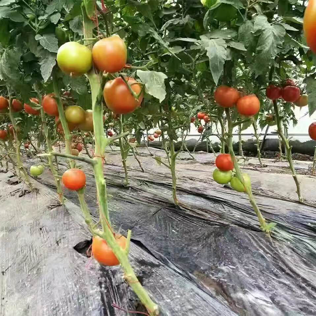 Large Complete Agriculture Glass House Kit Greenhouses for Vegetable Garden
