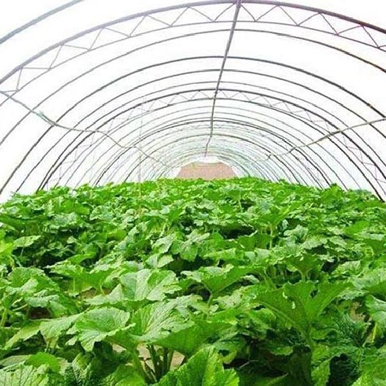 High Quality Custom Size Arched Shed Round Arch Single Shed Plant Growing Greenhouse
