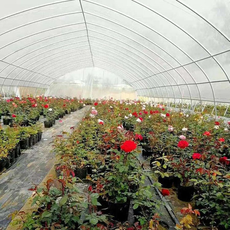 High Quality Custom Size Arched Shed Round Arch Single Shed Plant Growing Greenhouse