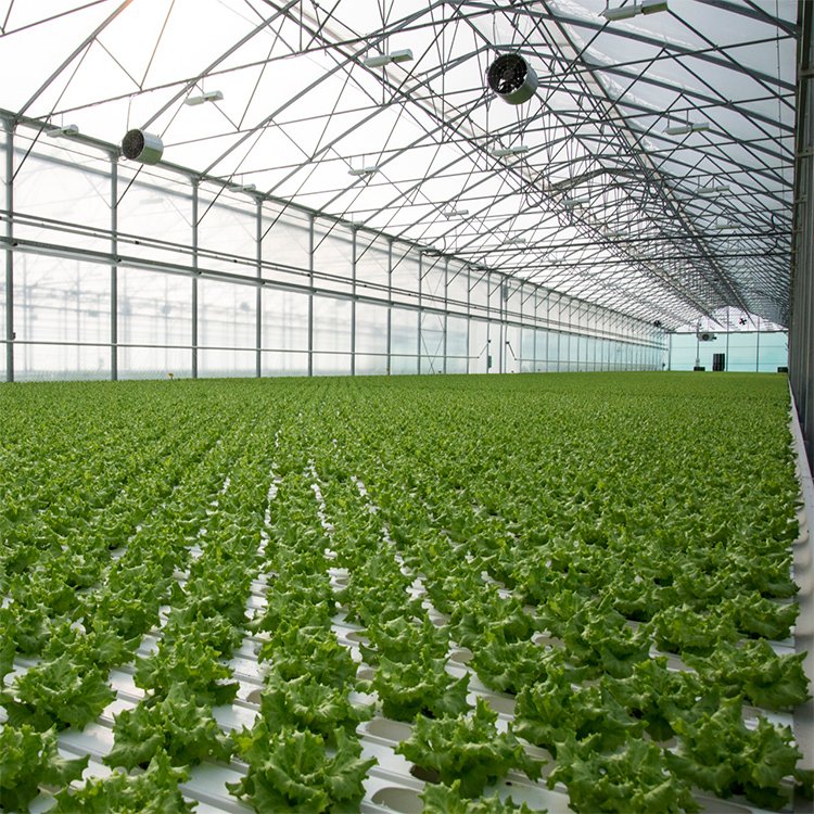 Single Span Steel green house metal frame Plastic Film Tunnel Vegetable Seeds Tomato Greenhouse Agricultural Greenhouse