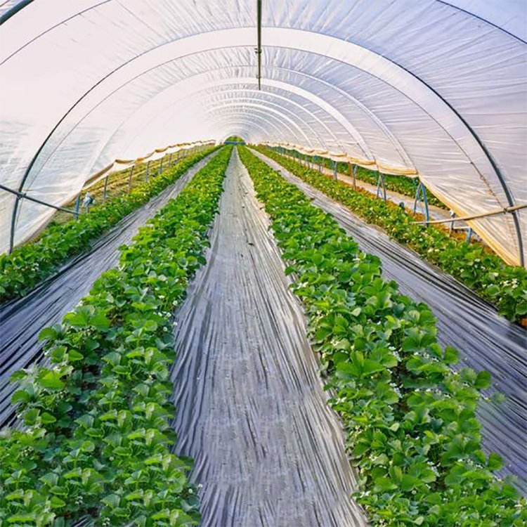 Single Span Steel green house metal frame Plastic Film Tunnel Vegetable Seeds Tomato Greenhouse Agricultural Greenhouse