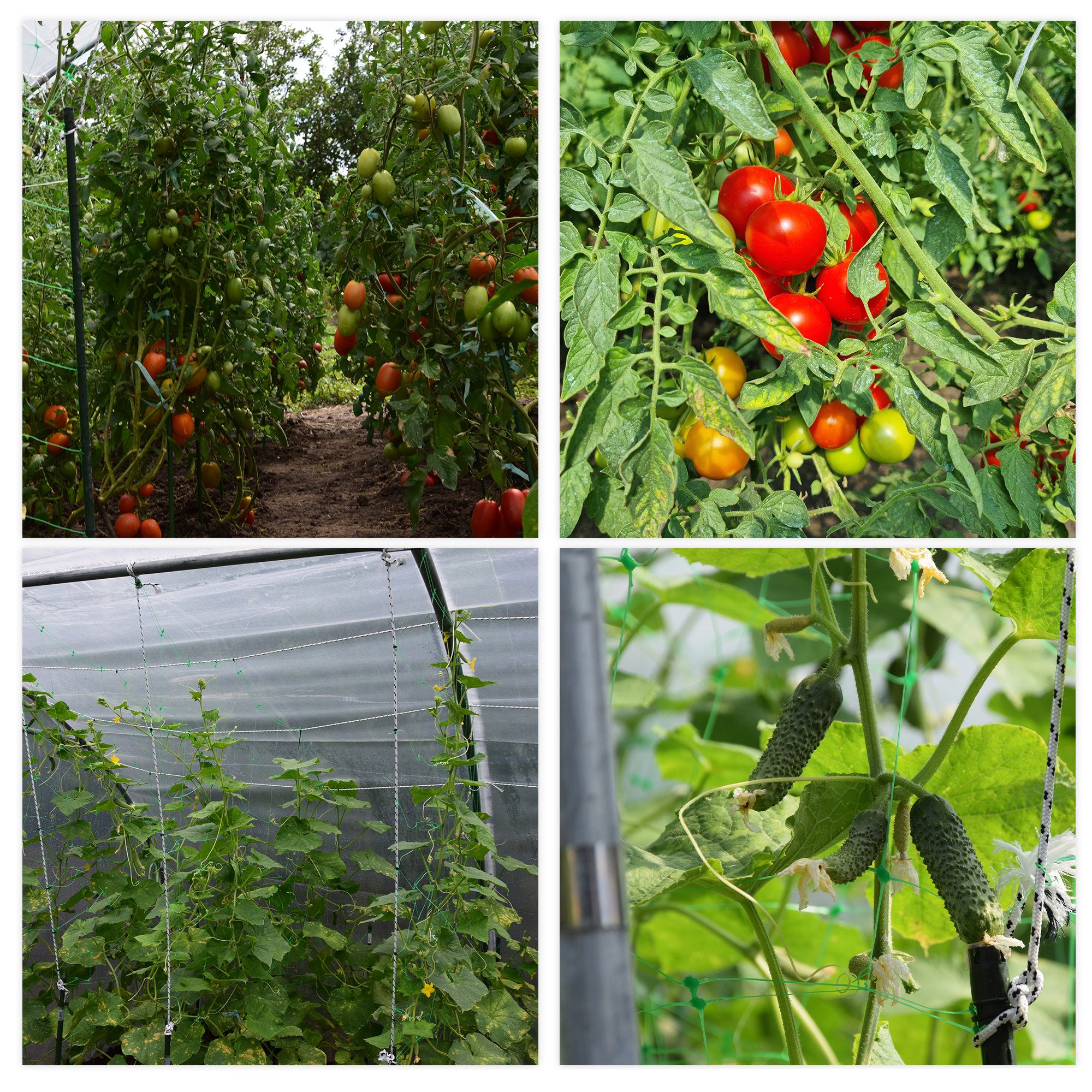 Walk-in Garden Greenhouse Outdoor Green House for Fruits, Vegetables, Plants, and Flowers 8x4.5x2.5 m EU PROFI Greenhouse