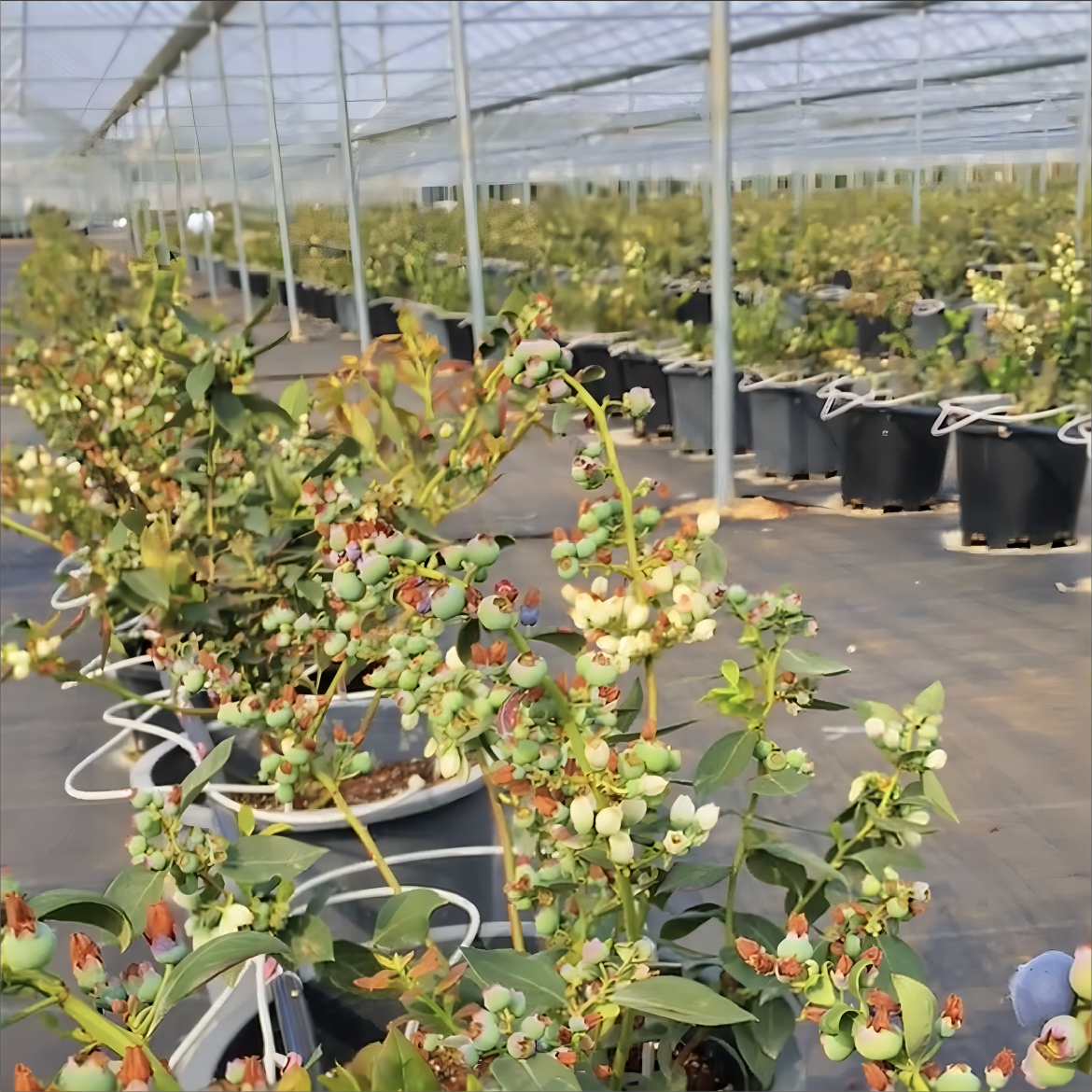 Blueberry Strawberry Flower Green House Low Cost Farming Tunnel Agricultural Greenhouses rain shelter